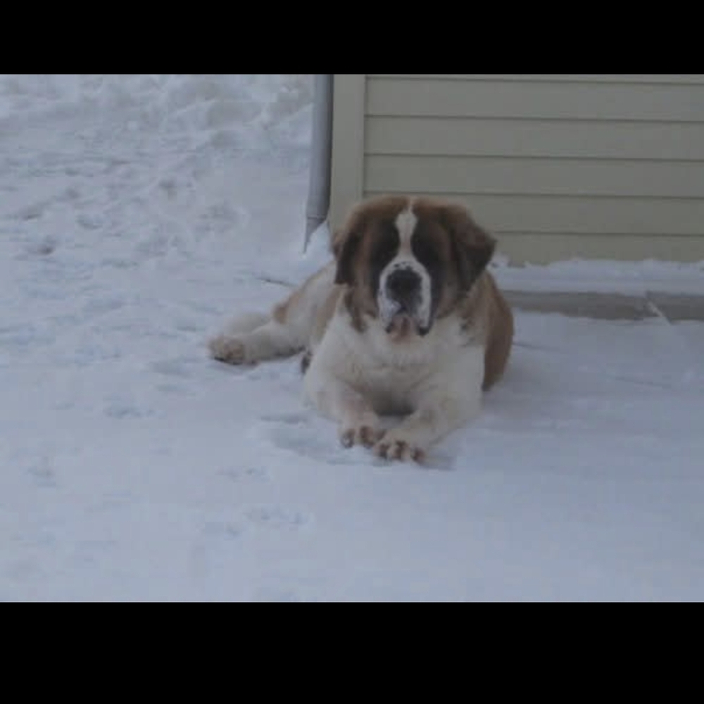 Meet your Posher, Suzy - Picture 3 of 3